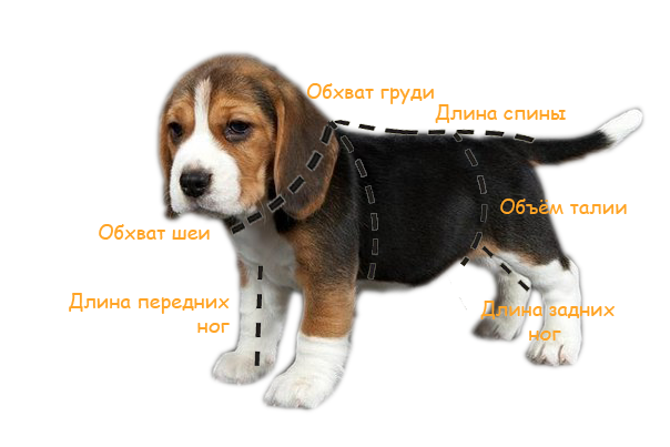 размеры одежды для собак